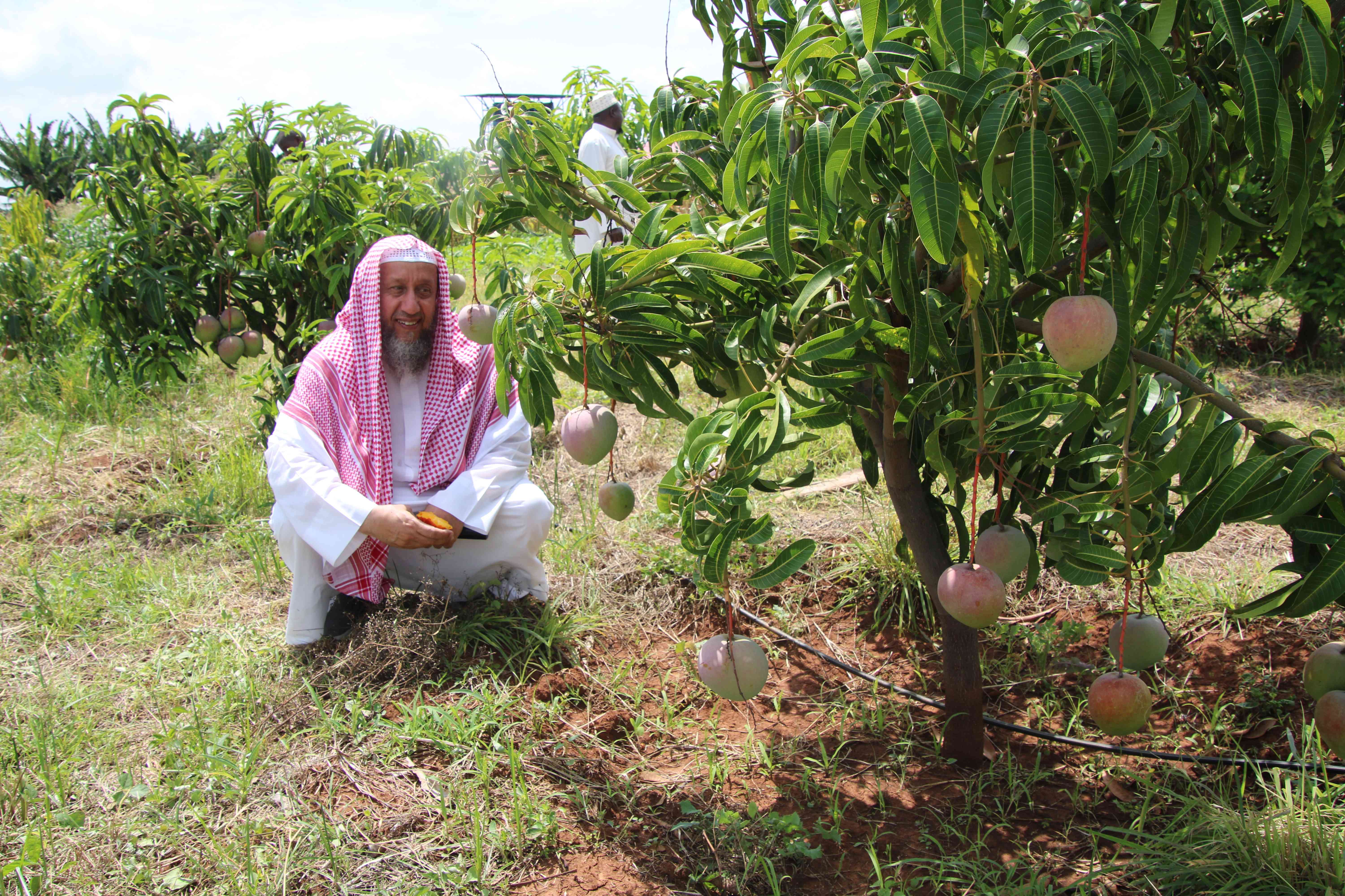 مزرعة وقفية - كينيا