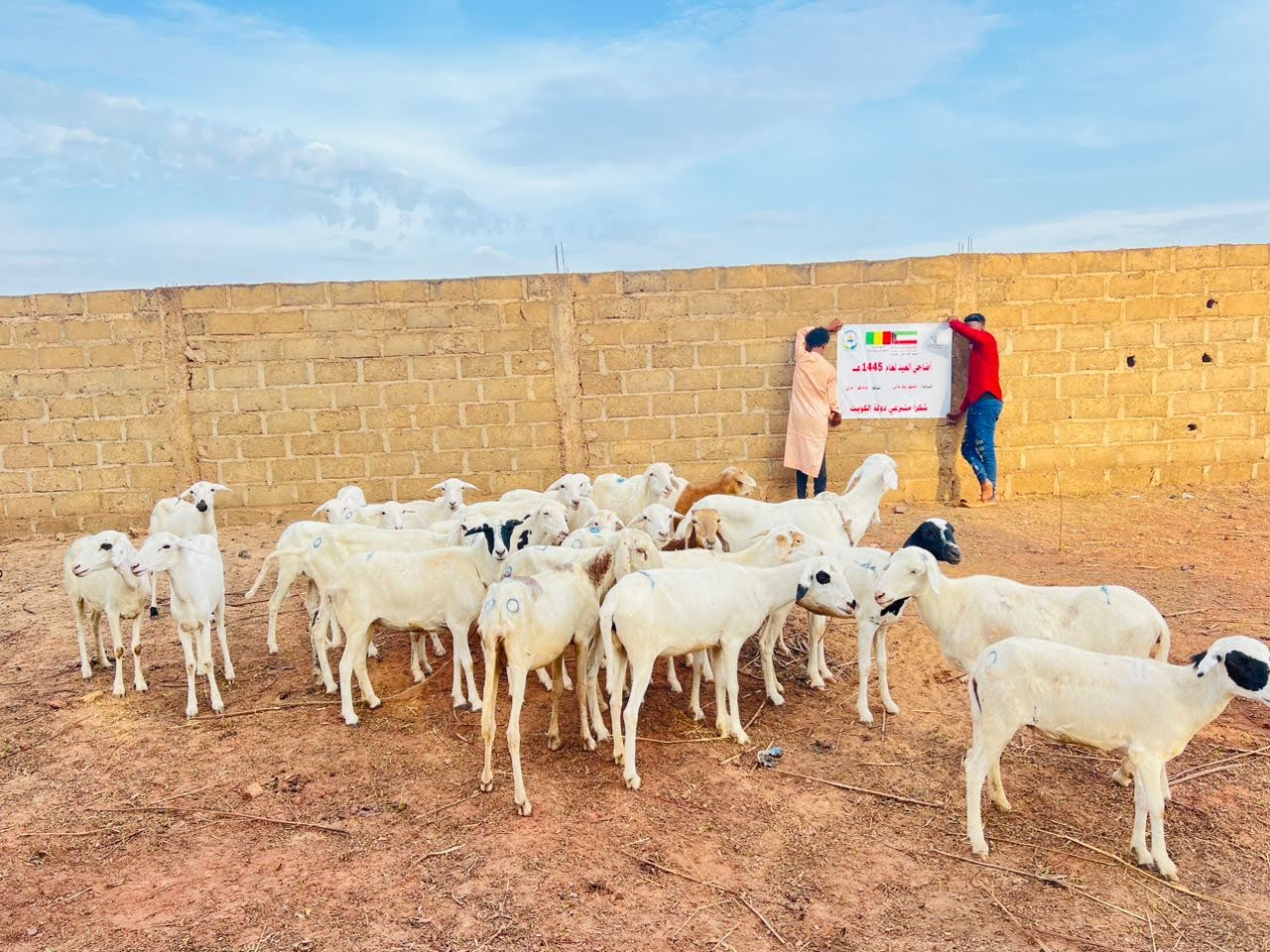 اضاحي عدد 20 لصالح مسجد المغيرة بن شعبة